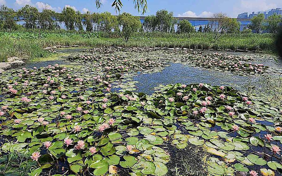 lotus flowers in the pond.