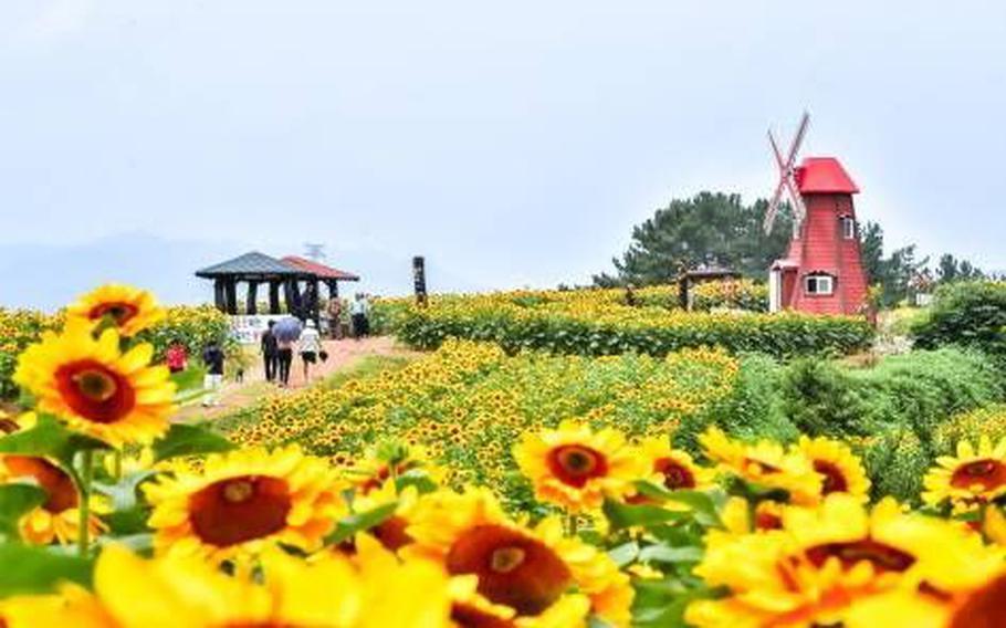 The sunflower field in Gangju Sunflower Village. A windmill can be seen.