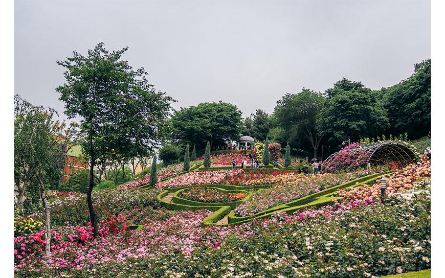 Bucheon Million Rose Garden