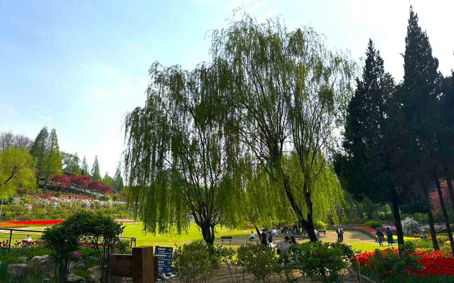 several tall trees