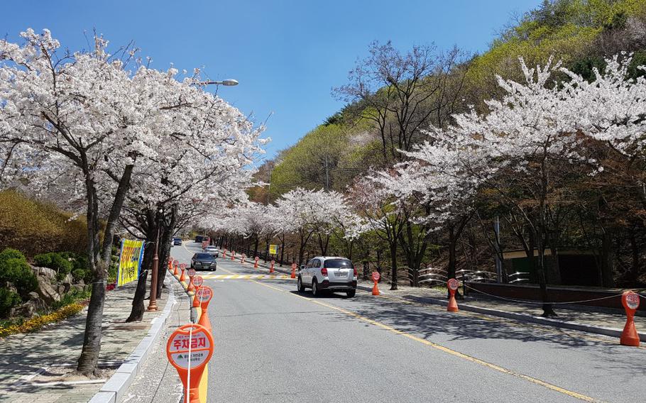 The street The street is lined with cherry trees on either side.