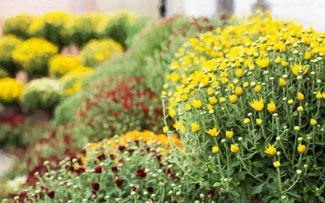 A full close-up photo of chrysanthemums.