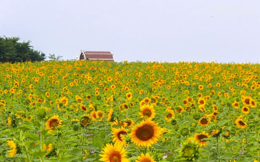 Sunflowers are everywhere at Anseong Farmland.