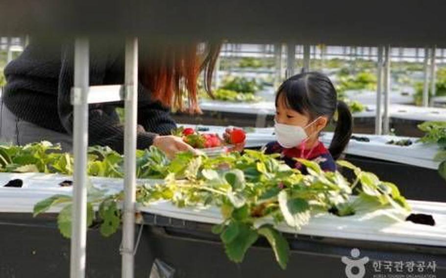 a mother and her daughter is enjyoing strawberry picking in a green house.