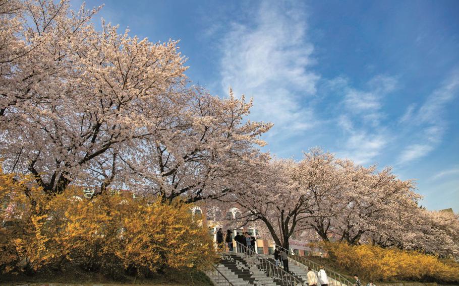 cherry blossoms and a university facility can be seen.