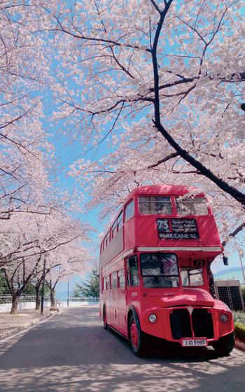 cherry blossoms and a bus can be seen.