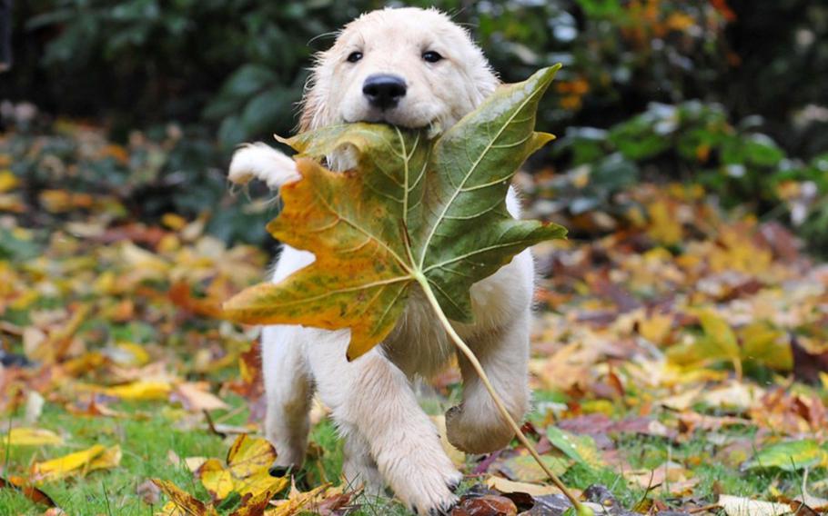 a dog taking a fallen leave in its mouth.