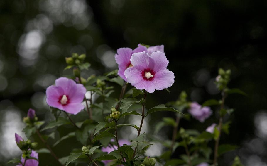 Rose flower.