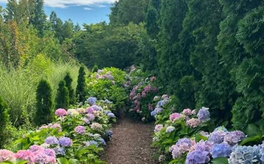 The street is lined with hydrangeas.