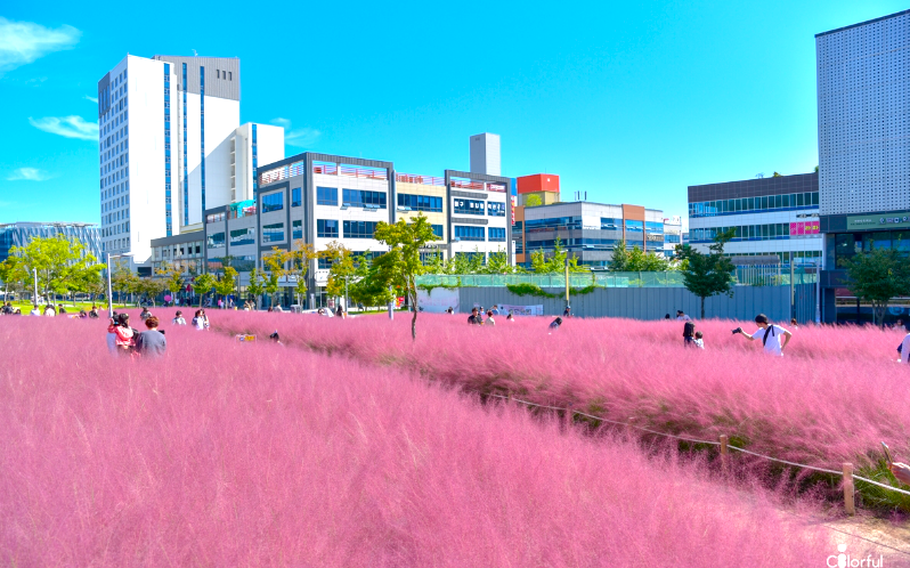 people are enjoying autumn plants at Sinseo Jungang Park. Some buildings are seen becide the park.