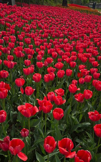 tulip field