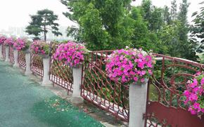 Petunias are on teh bridge.