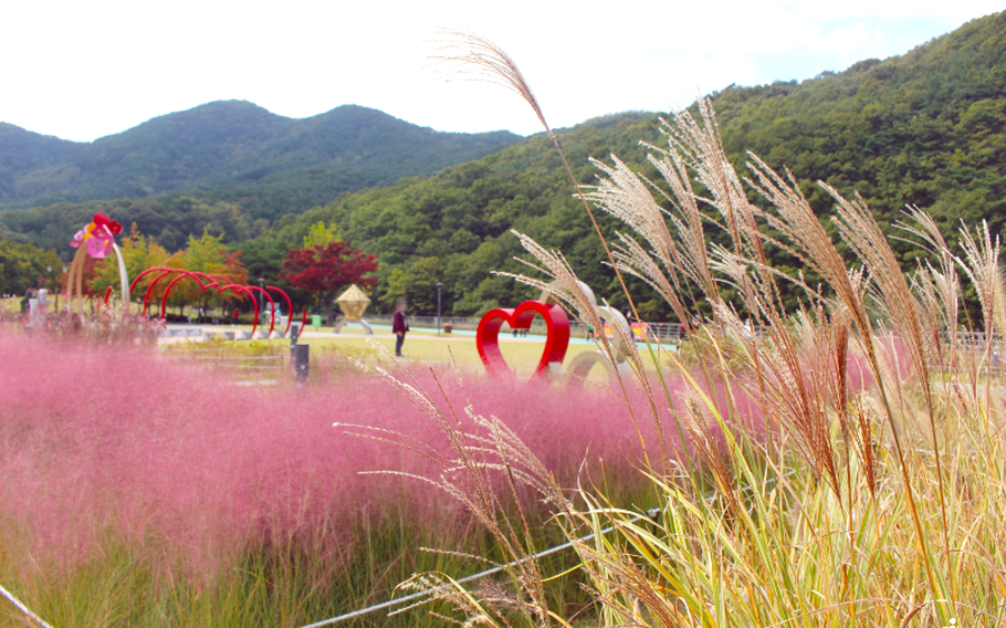 autumn plants at Wolgwang Waterside Park.