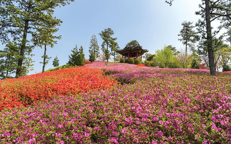 There are many azaleas in the garden. There is a small building most likely for taking a rest in distance.