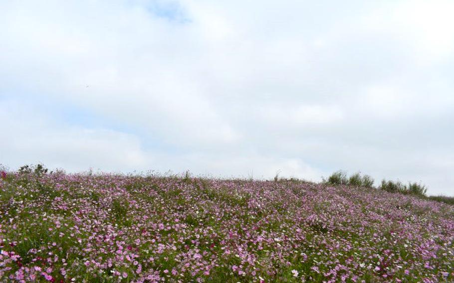 flowers are blooming everywhere at Jinwicheon Recreation Area.