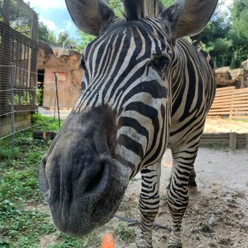 The front photo of a zebra.