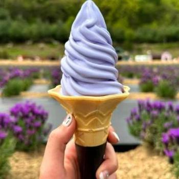 A person is holding a lavender soft ice cream.
