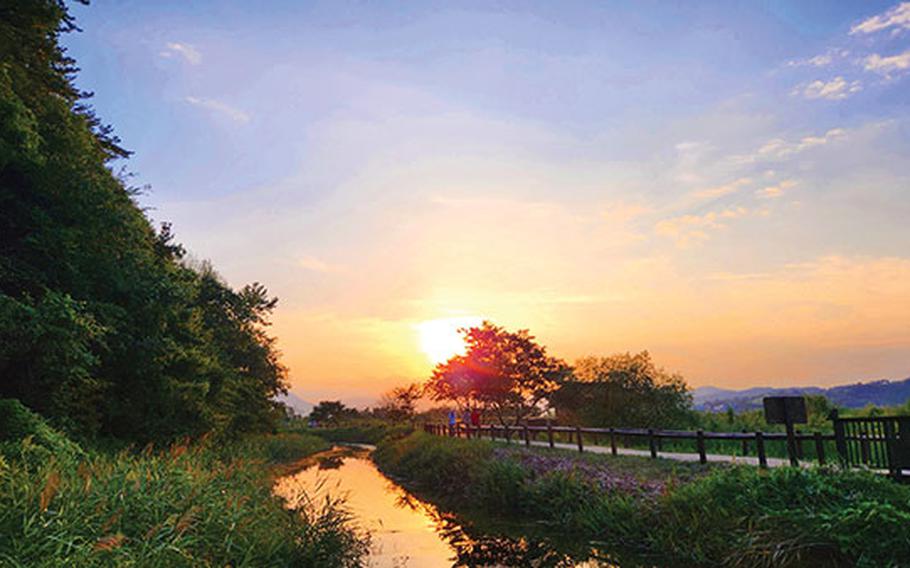 grasses, river and sunset.