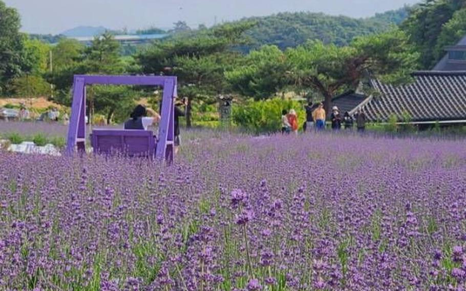 A lavender field, where a purple colored beach can be seen.