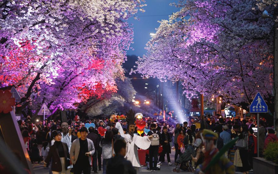 The road is lined with cherry trees on either side. People are enjoying the cherry blossoms.