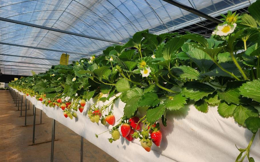 strawberry picking at Yulbom Bortanical Garden.