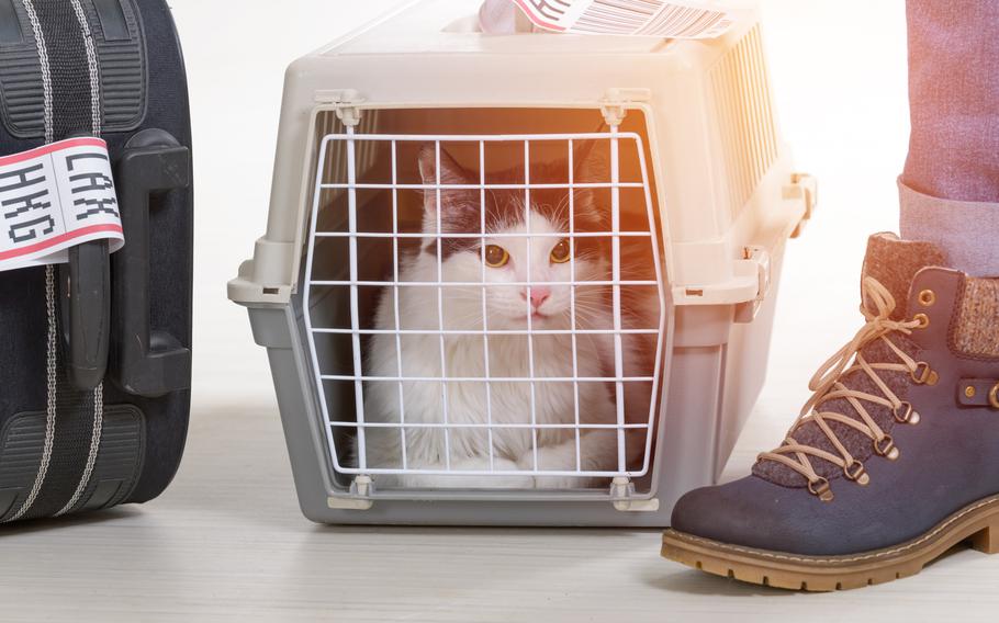 Cat in the airline cargo pet carrier waiting at the airport after a long journey