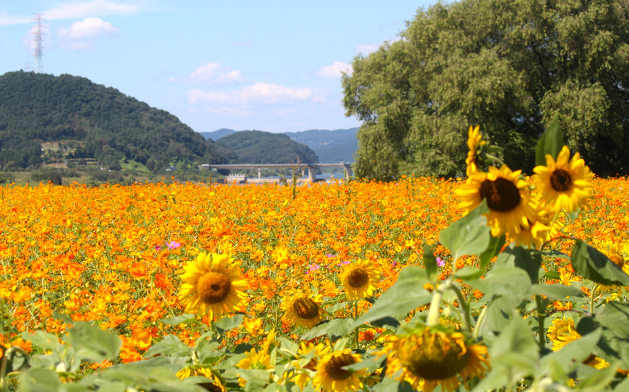 sunflowers are everywhere at Nongong Flower Complex.