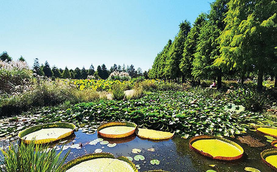 A pond and Metasequoia trees can be seen.