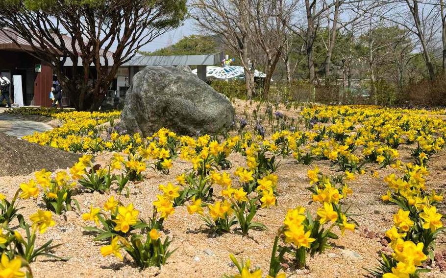 spring flowers are in the garden.