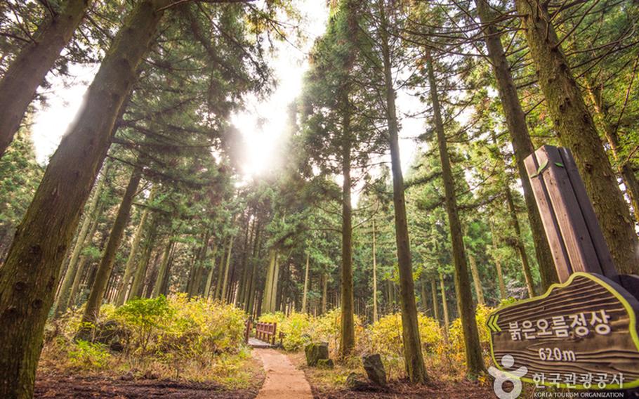 Saryeoni Forest Path