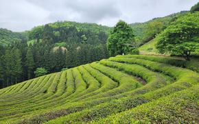 Green Tea Field