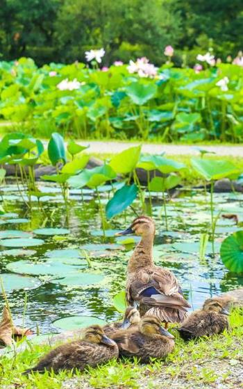 Birds are taking a rest by the pond.