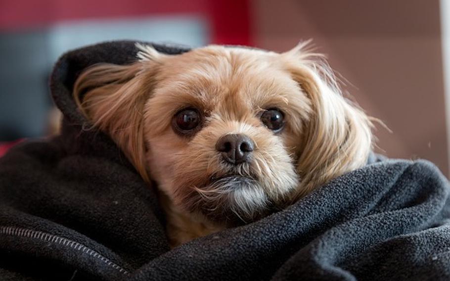 A puppy wrapped in a clothing.