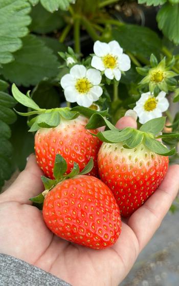 three strawberries on one’s hand.