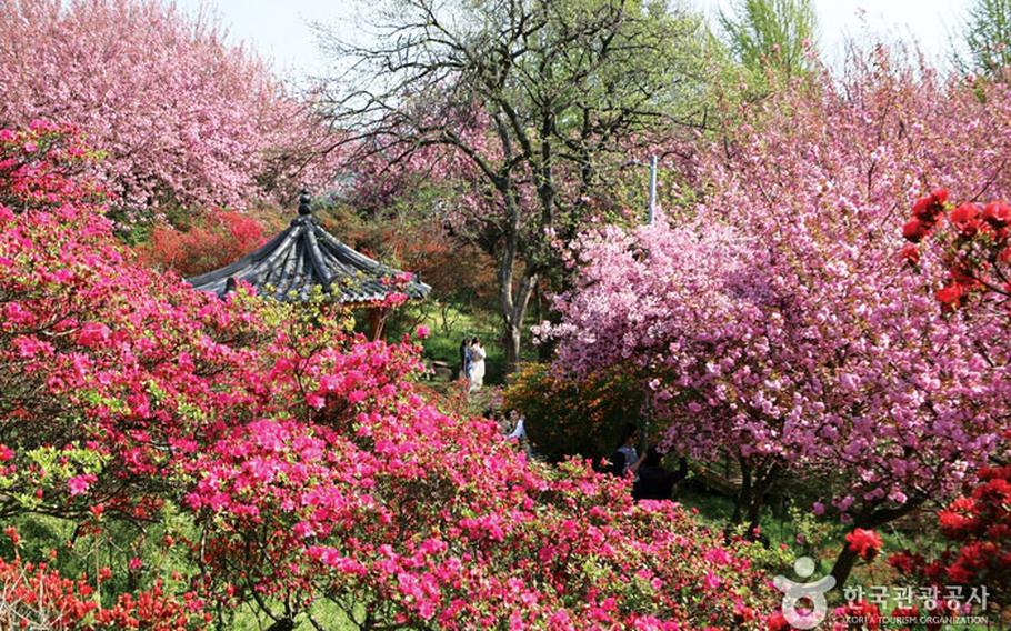 Trees are in full bloom in Wansan Park.