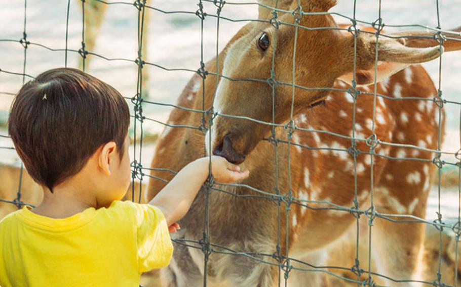 A kid is feeding a deer.