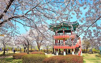 Osancheon Cherry Blossom Road