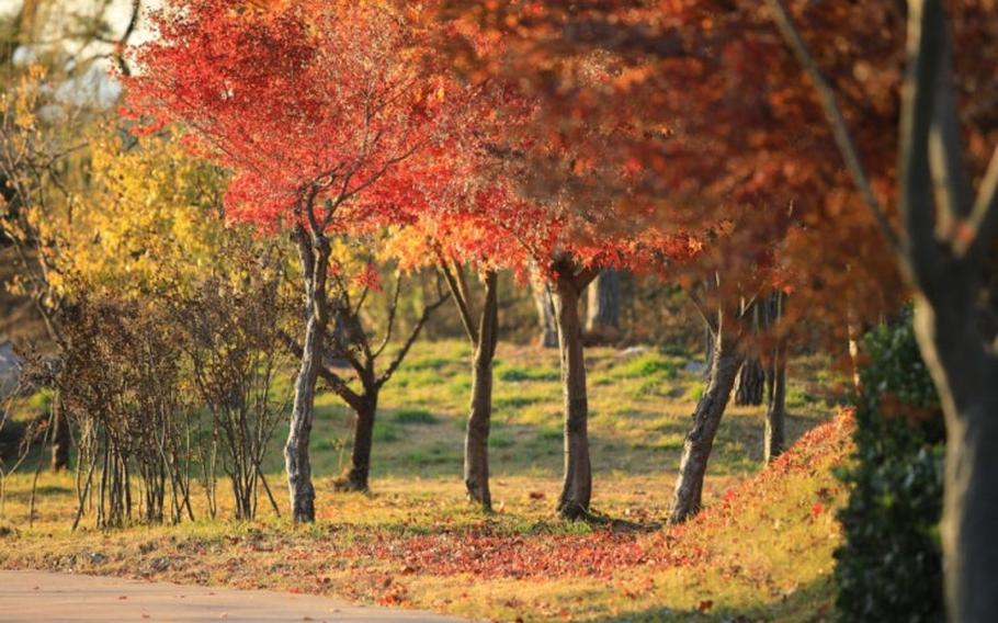 autumn leaves at Sopung Garden.