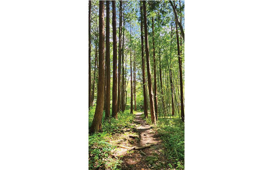 A narrow trail surrounded by high trees.