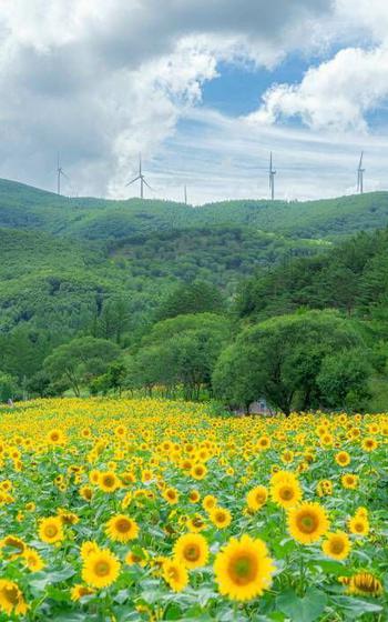 sunflowers in full bloom.