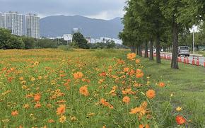 flowers can be seen beside the road.