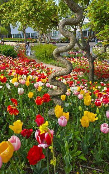 tulip field