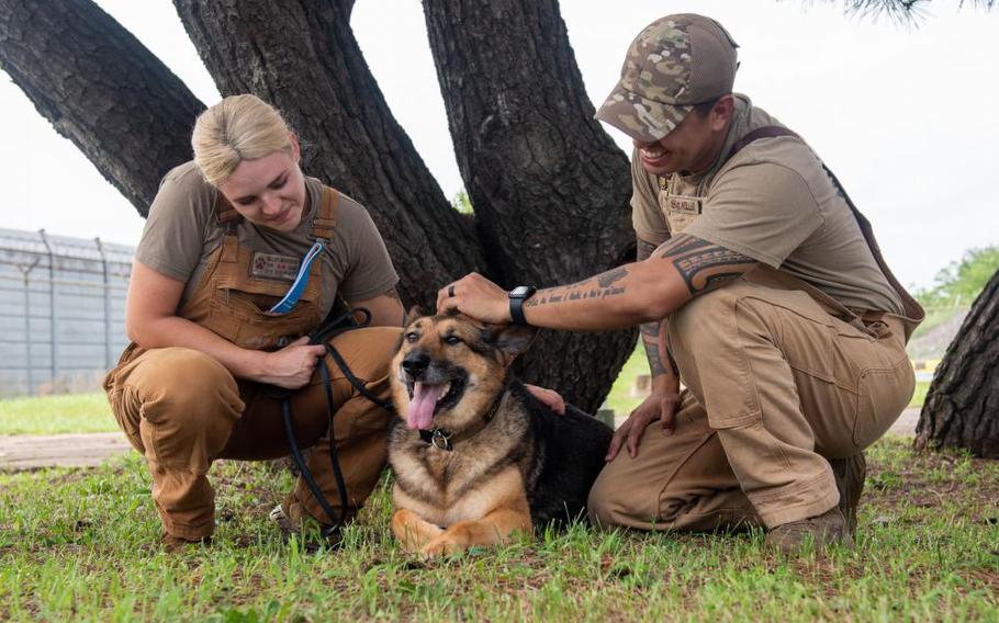 Senior Airman Maddison Miller (left) and Staff Sgt. Keola Miller, 8th Security Forces Squadron military working dog handlers, pause training with MWD Klea at Kunsan Air Base, Republic of Korea, August 2, 2022. Despite being married and working the same job, the Millers have been able to balance their work and life responsibilities. (U.S. Air Force Photo by Tech. Sgt. Timothy Dischinat)