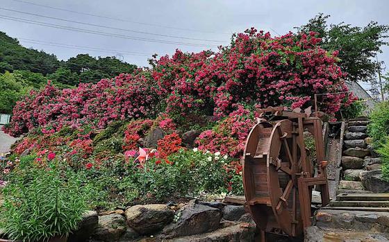 Sancheong Cheonha Taepyung Rose Garden