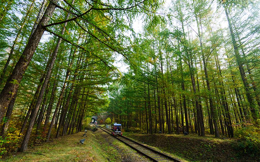 Passing through autumn scenery on Jeongseon Railbike