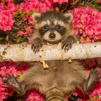 raccoon at Nature Park