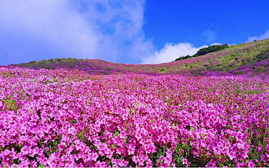 Hwangmaesan Azalea Festival