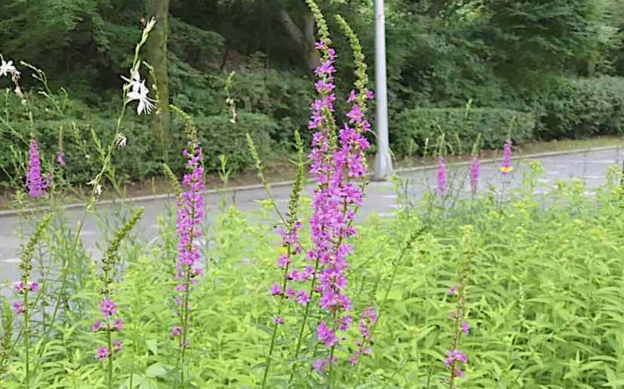 Flowers at Seoul Grand Park