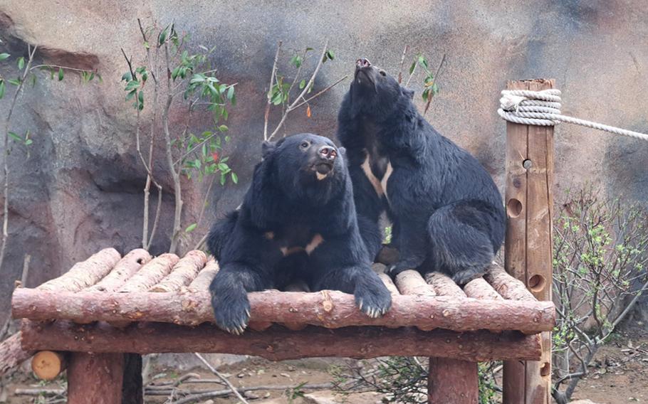 bears at Nature Park