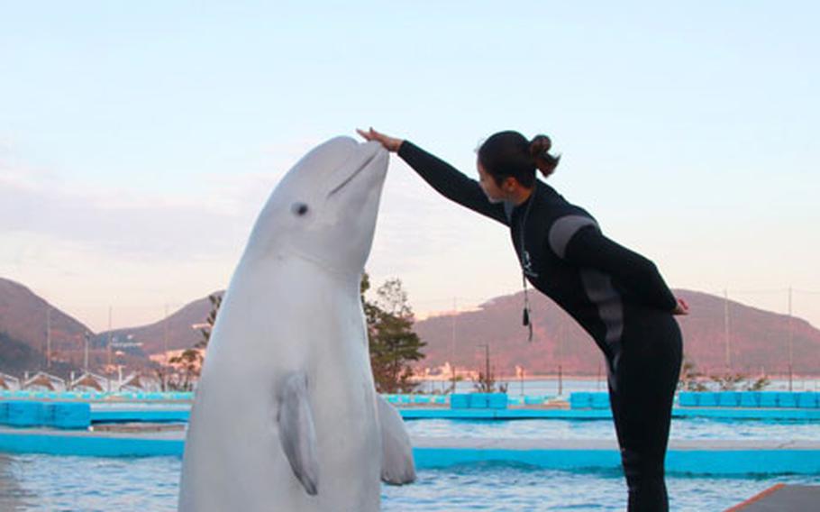 An aquarium keeper touches a dolphin’s mouth.